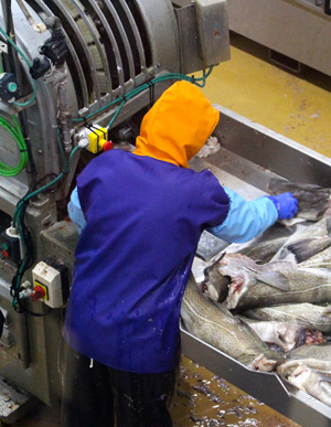 Brine recovery in the codfish industry