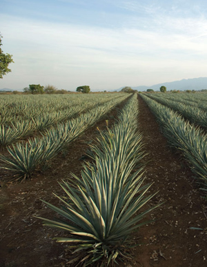 Agave juice filtration for tequila production and inulin recovery